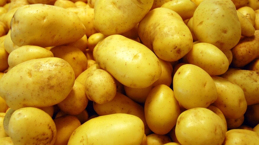 AFG National increased potato yield