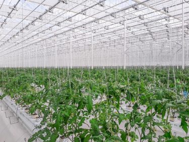 The Ryazan Vegetables creating a new greenhouse complex