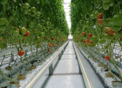 Greenhouse business in Bashkortostan may have tough times