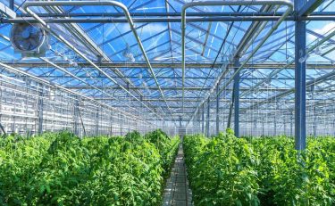 The largest greenhouse complex to open in Russia