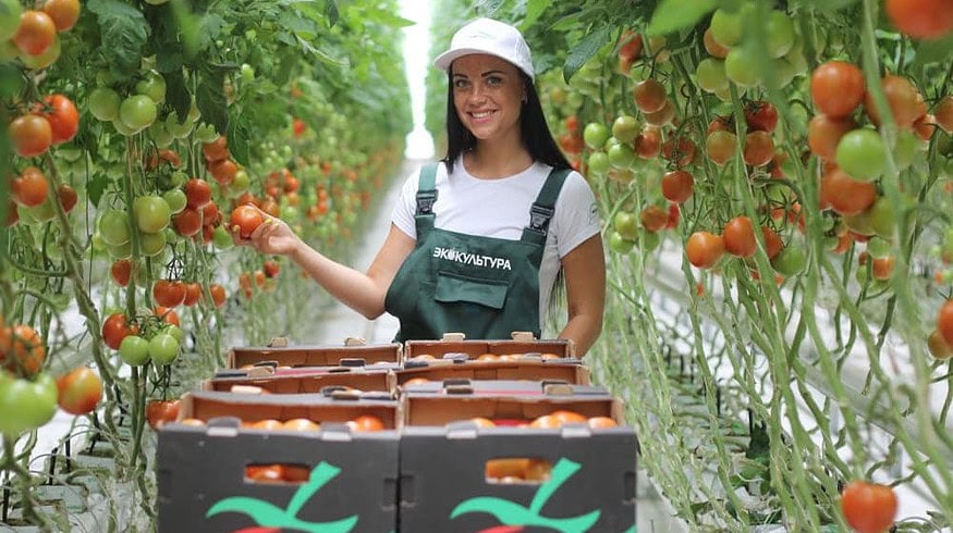 ECO-Culture plans expansion of greenhouse capacities