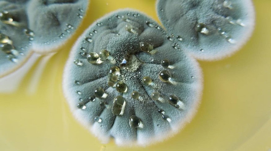 Far Eastern scientists plan to develop new herbicides