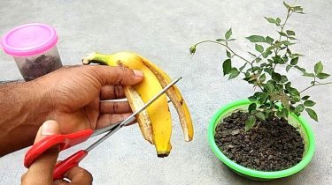 Banana peel fertilizer