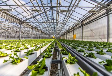 Bashkortostan seeks to develop greenhouse business
