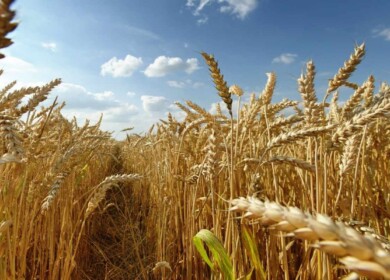 Grain market problems discussed online