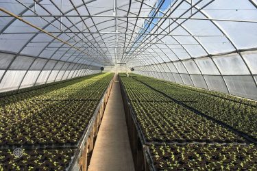 New greenhouse complex opens in Khabarovsk