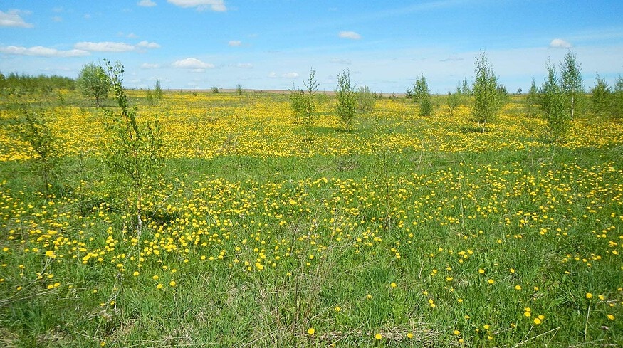Russia plans to cultivate 4 million ha of unused land