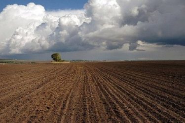 Sown areas in the Ryazan region exceeded million hectares