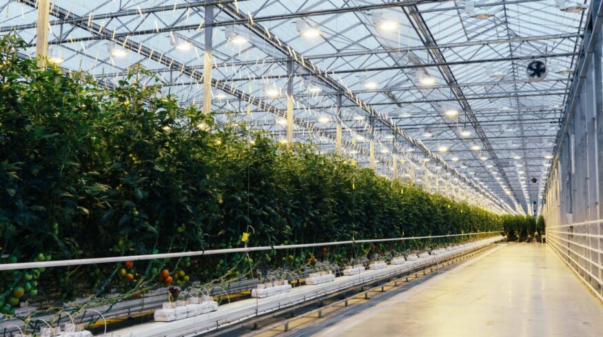 10 greenhouse complexes to be built in the Far East