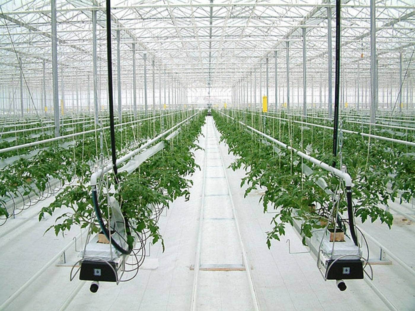 Ovoschevod opens new greenhouse complex