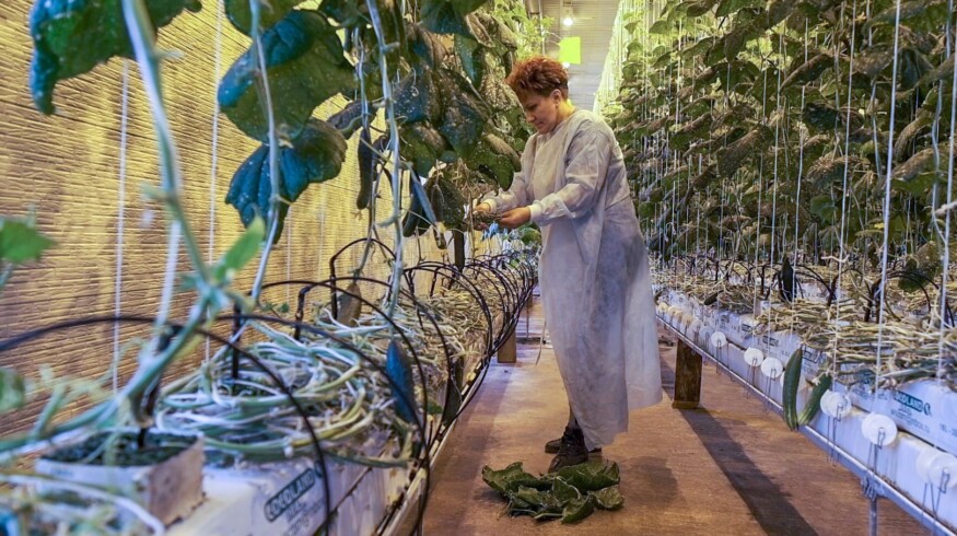 Greenhouses in the Far East will be subsidized