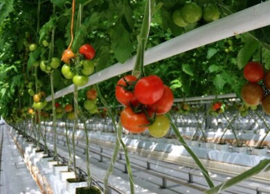 Khabarovsk officials introduced support measures for the greenhouse industry