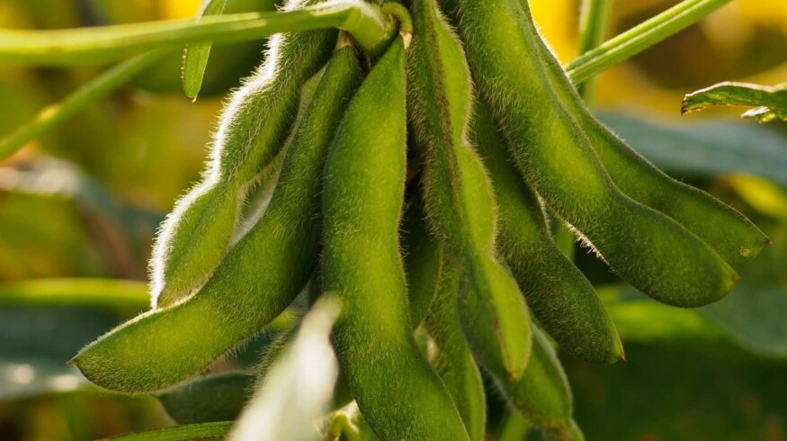 Russian scientists developed a new method to forecast the soybean yield