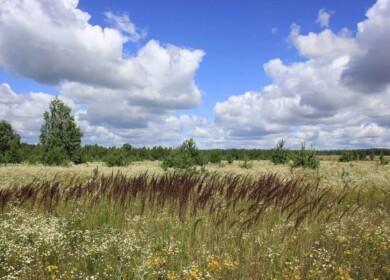 Almost 3.4 million ha of unused land identified in the Far East