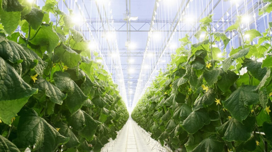 Magnit will create its own greenhouse complex in Krasnodar