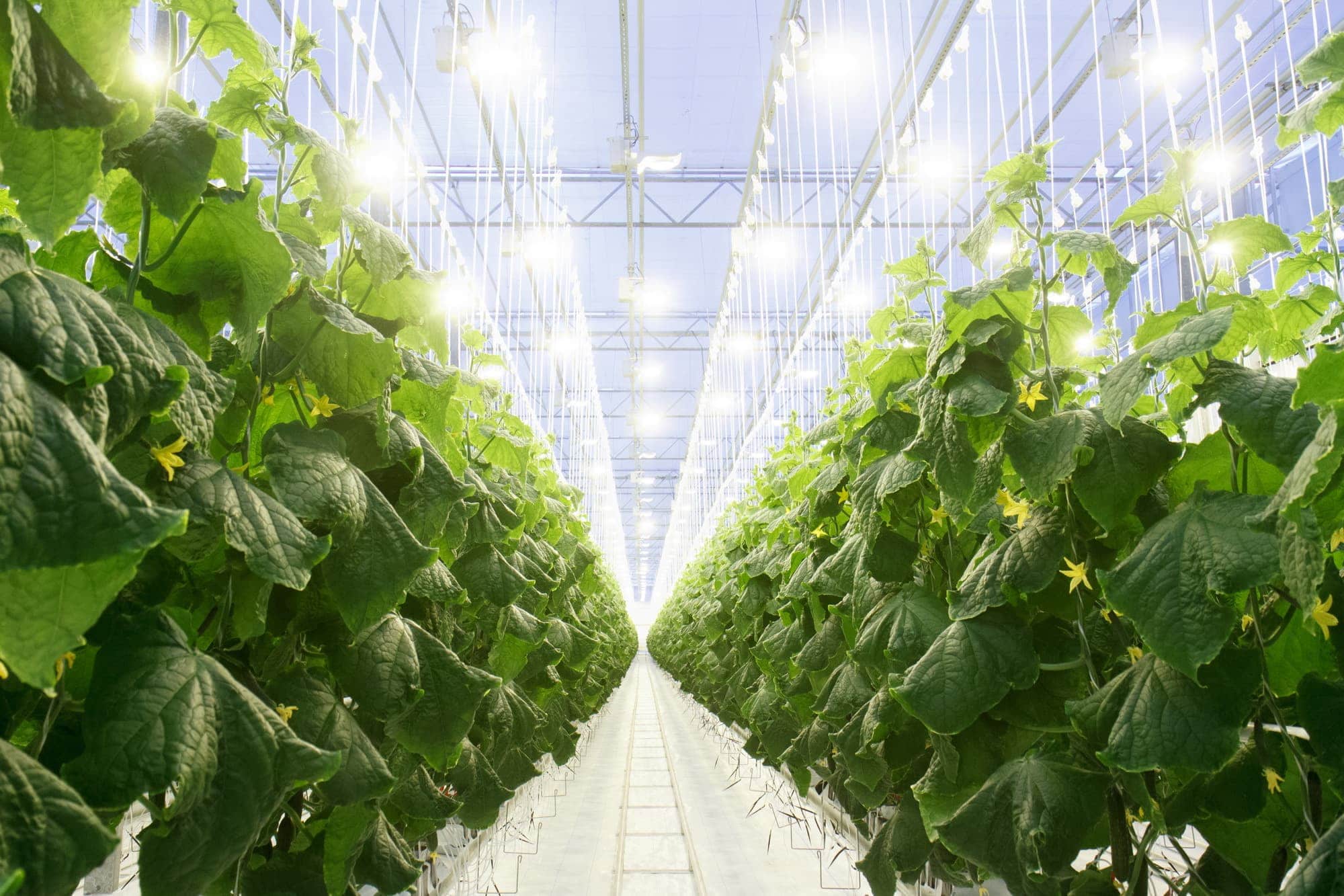 Magnit will create its own greenhouse complex in Krasnodar