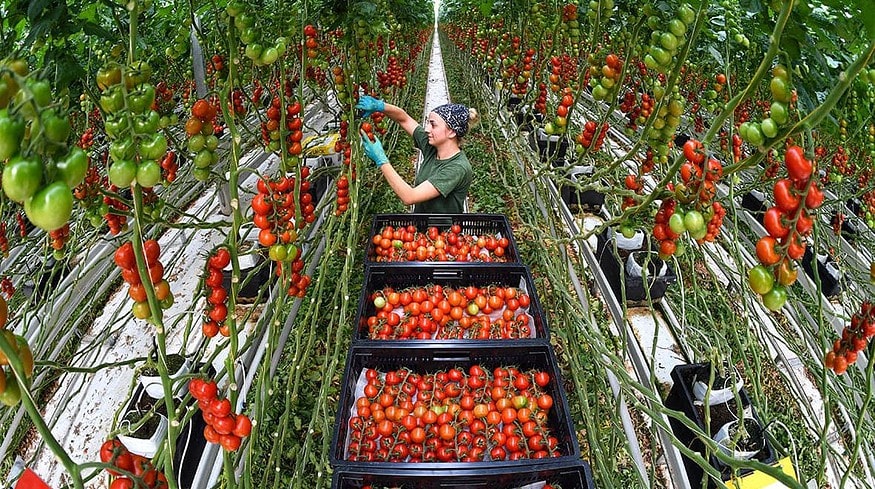 ECO-Culture may build a huge greenhouse complex in Dagestan