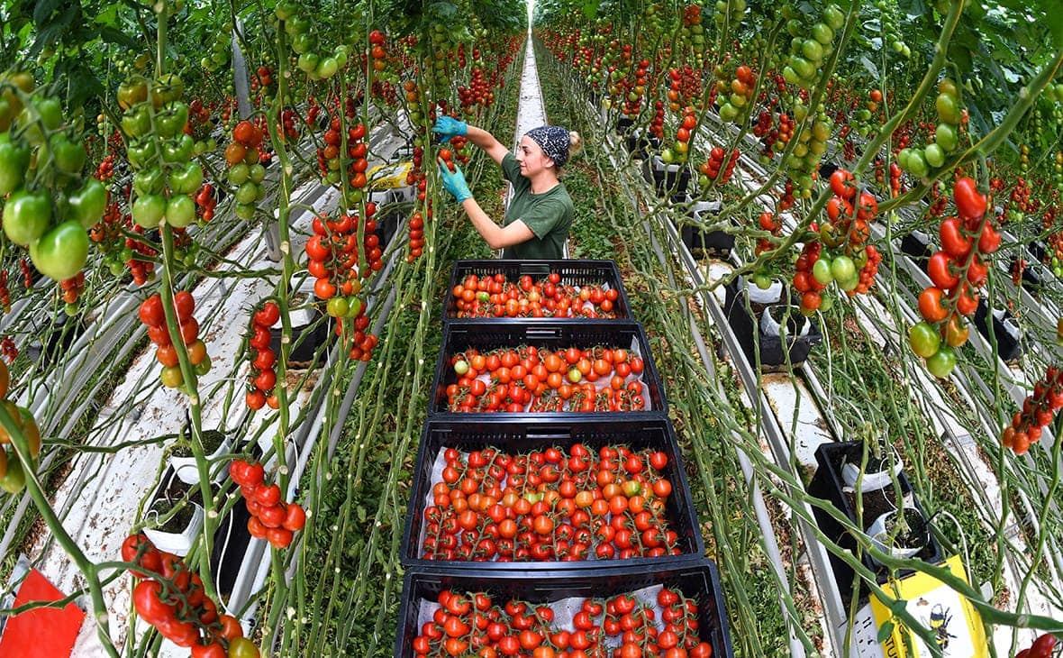 ECO-Culture may build a huge greenhouse complex in Dagestan