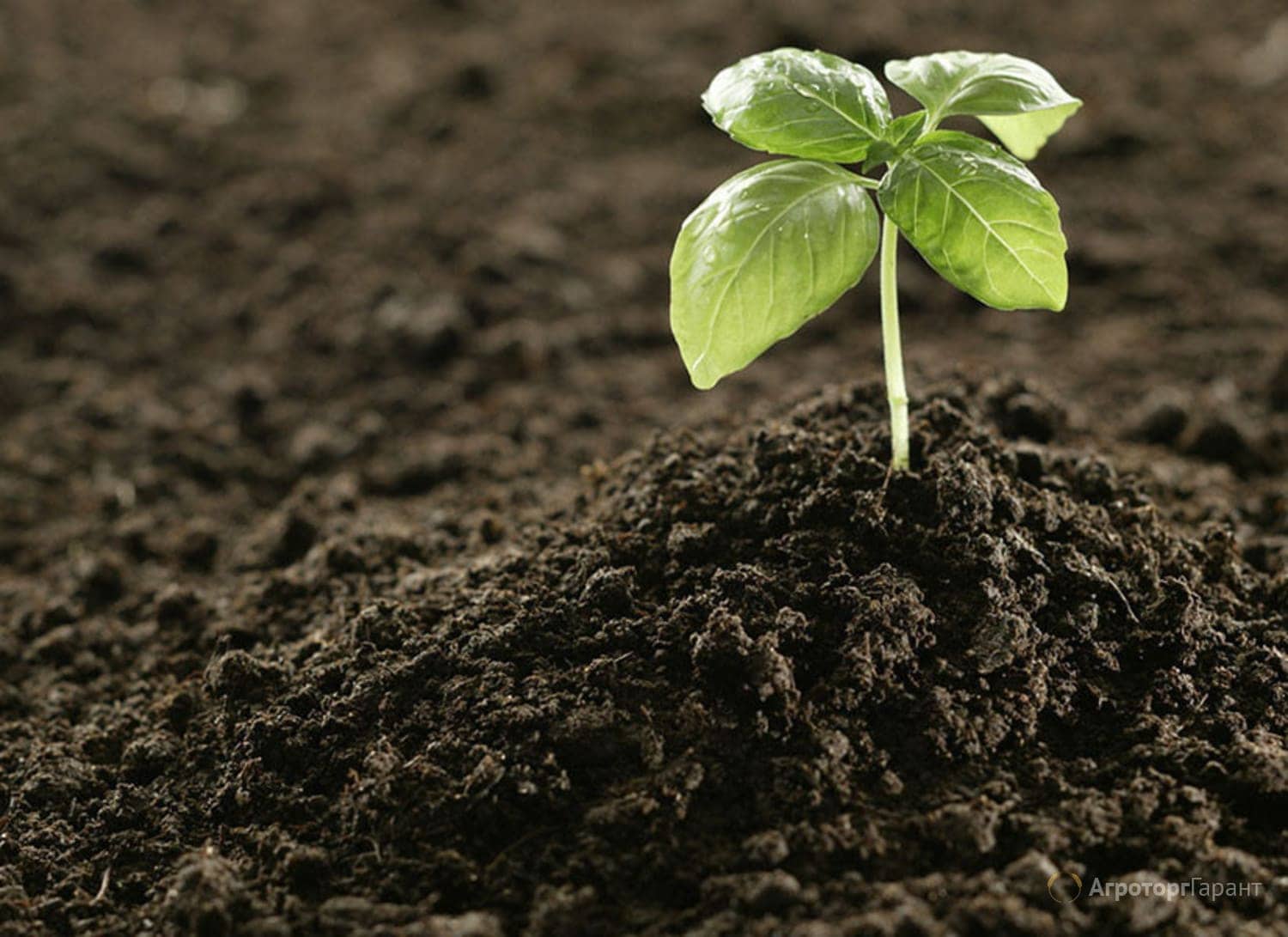 New sapropel fertilizers production to be launched in the Novgorod region