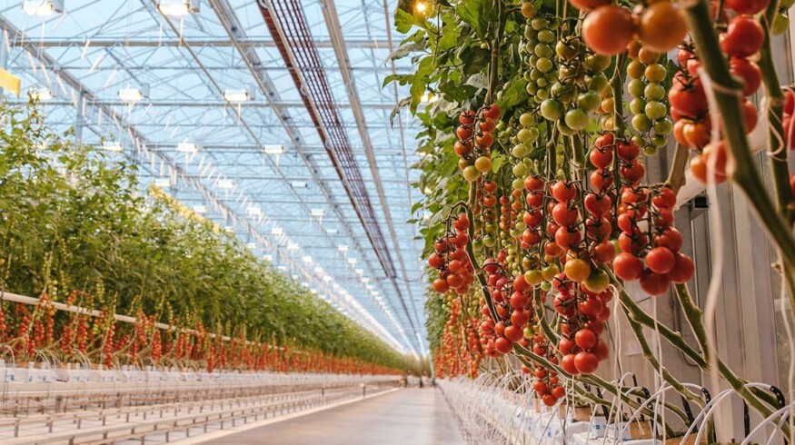 A 5th generation greenhouse complex to be constructed in the Republic of Dagestan