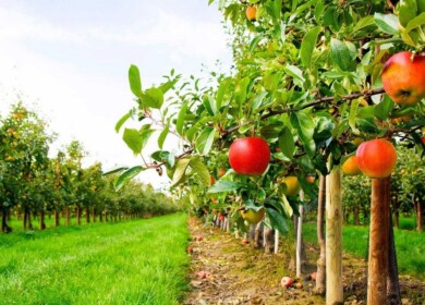 Prospects of Russian gardening will be discussed during the annual forum in Moscow
