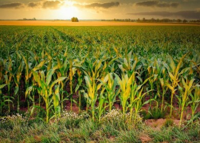 Mosaic and Sound Agriculture will create a breakthrough product