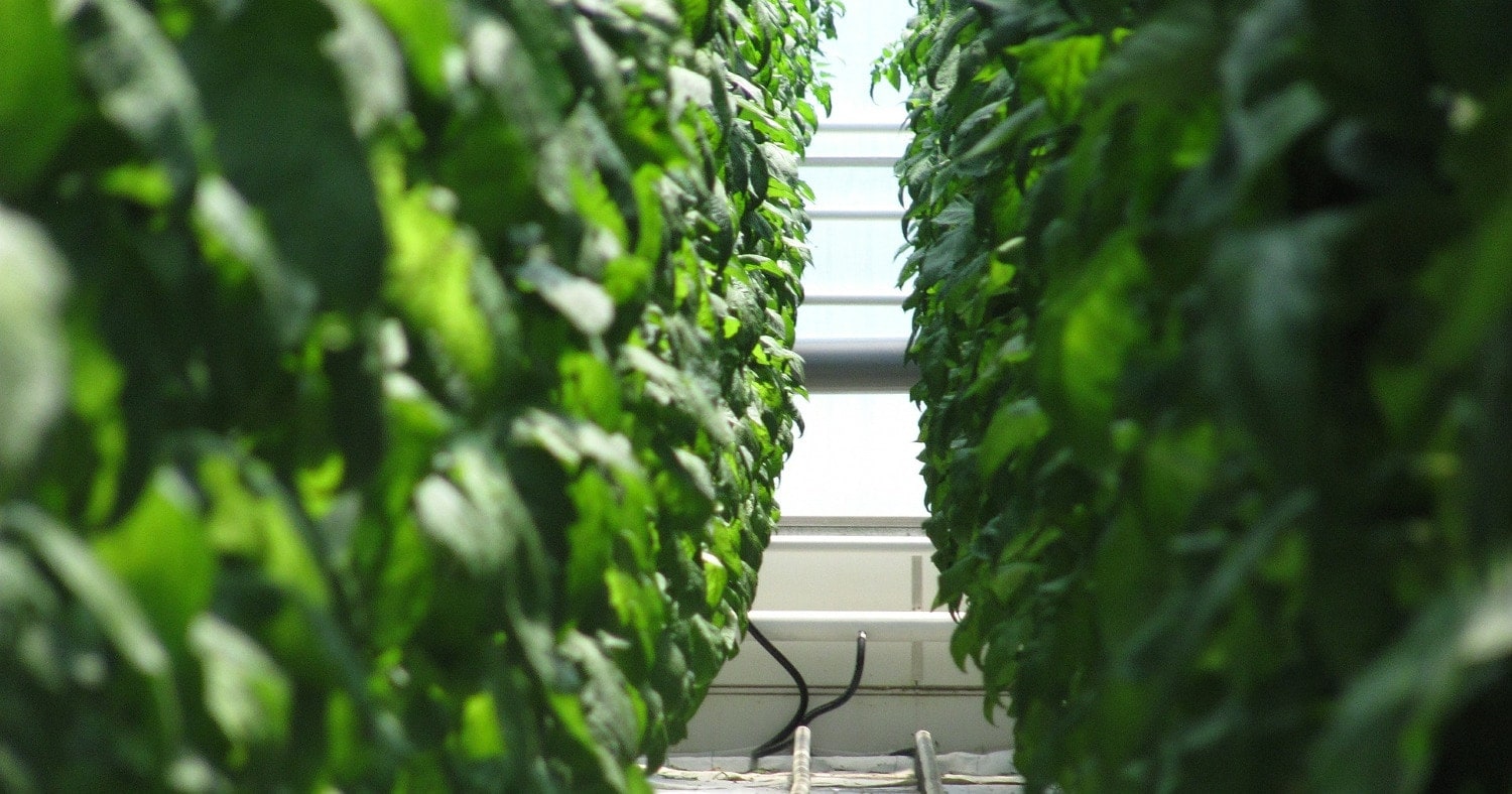 Eco-Culture acquired abandoned greenhouse complex