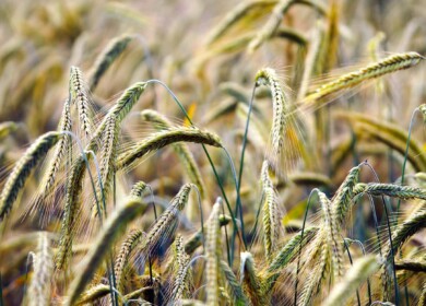 Agrocom has acquired the Zolotovskoye agricultural enterprise