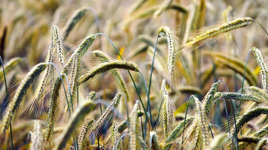 Agrocom has acquired the Zolotovskoye agricultural enterprise