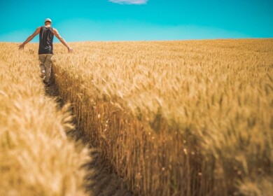 95 million tons of grain were harvested in Russia