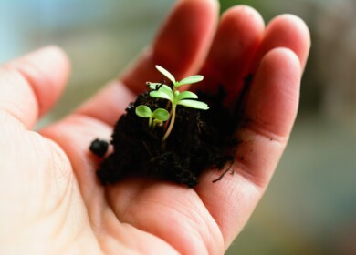 Turkmenistan will use manure and phosphorites to produce fertilizers