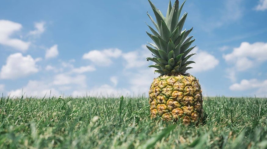 Haifa Group will strengthen its position in precision farming