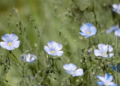 Russian flax industry faces new problems
