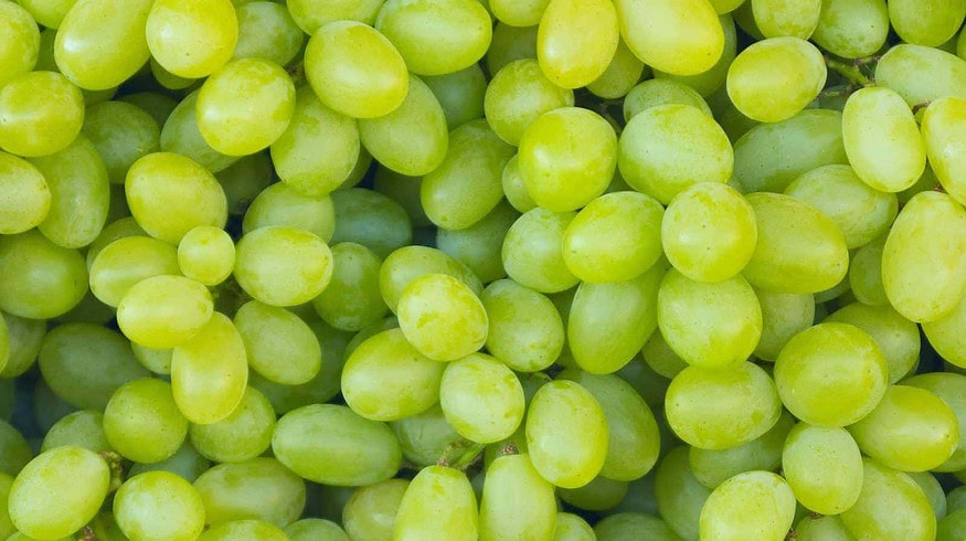 Scientists in Crimea learned to process grape into organic fertilizer