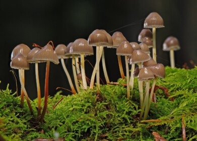 Harmful fungi will fight toxins contaminating the crops