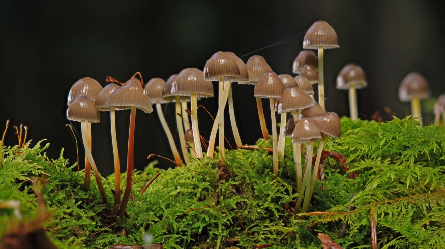 Harmful fungi will fight toxins contaminating the crops