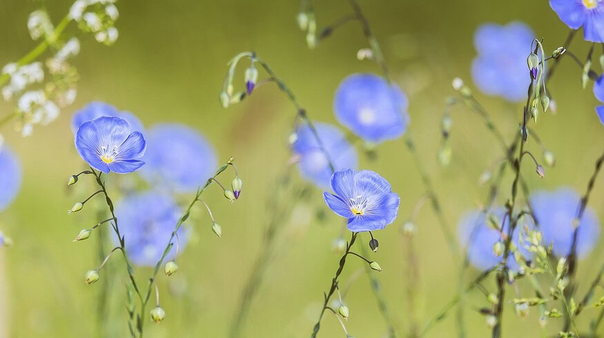 Udmurtia will expand crops and export of flax