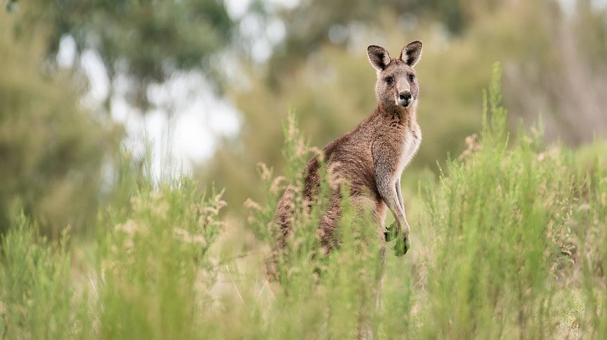 Belaruskali may expand its supplies to Australia