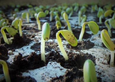 Krasnodar region will not expand the area of spring crops