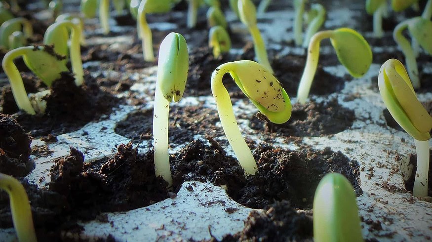 Krasnodar region will not expand the area of spring crops