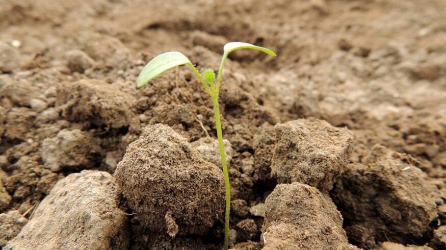 Crimea began the spring sowing campaign