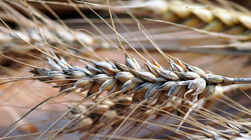 Cultivation area in the Ryazan region will reach a historical maximum