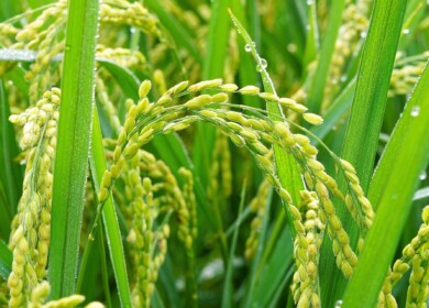 Rice harvest in Russia may fall by 45%