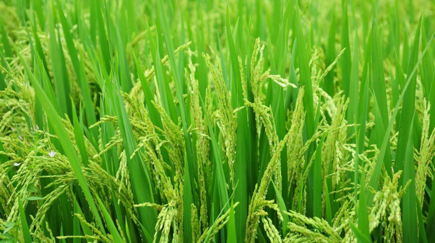 Rice cultivation was resumed in Crimea