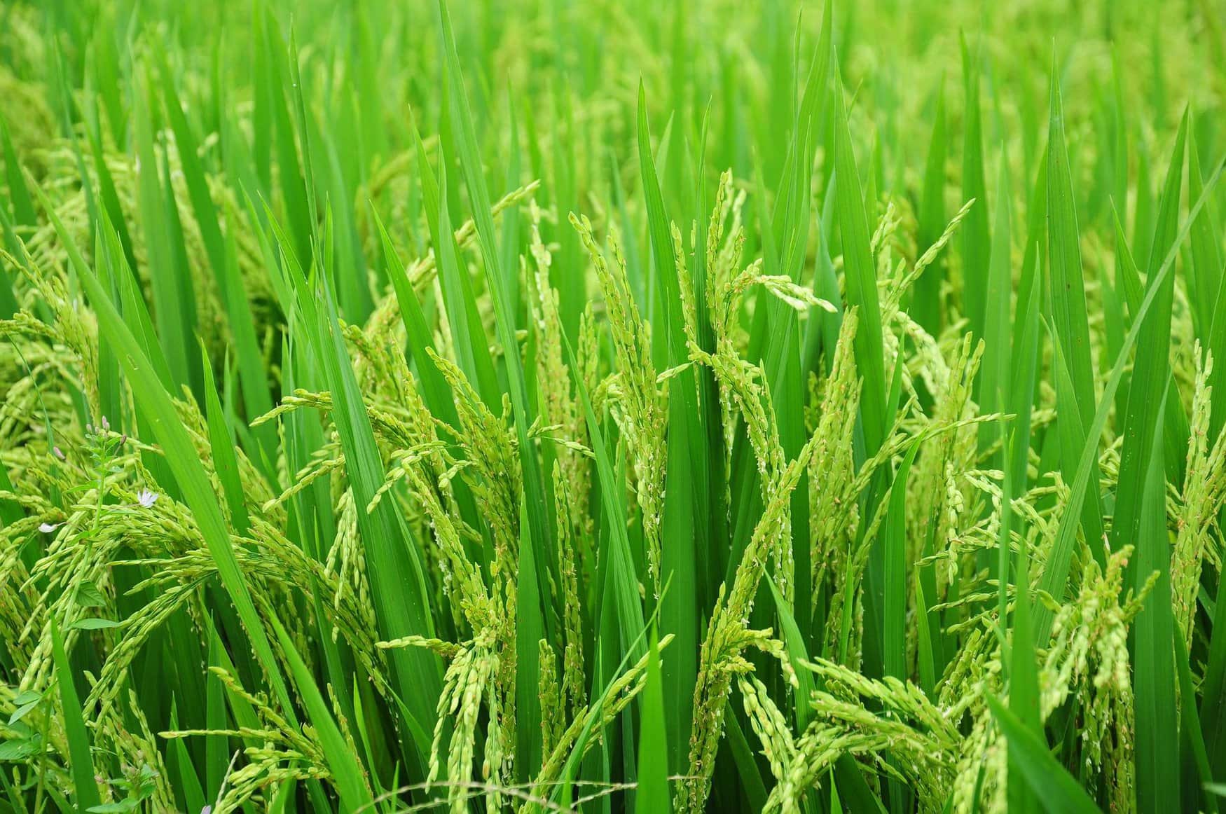 Rice cultivation was resumed in Crimea