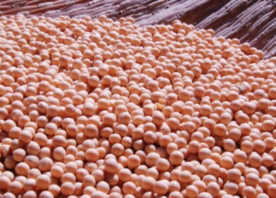 Soybean harvest in Russia may exceed 5 million tons