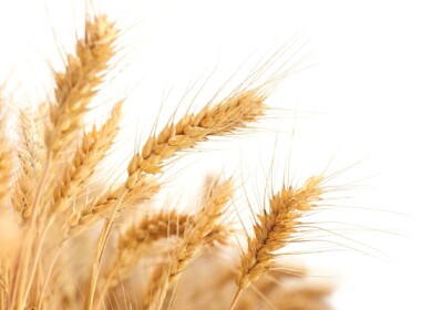 Wheat harvest in Russia may reach 87 million tons this year