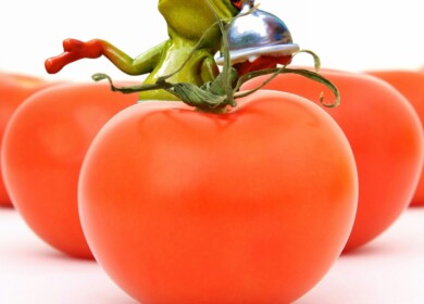 New greenhouse complex will be created in Bashkortostan