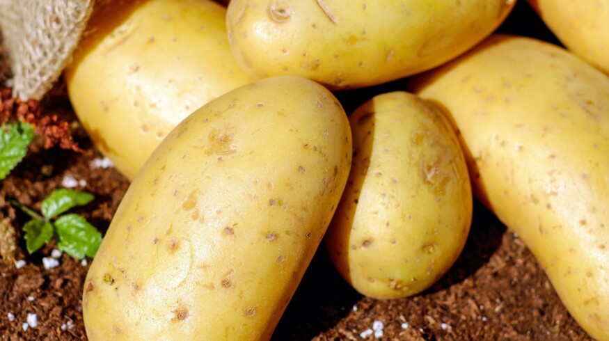Russian scientists created a non-toxic agent to protect potatoes