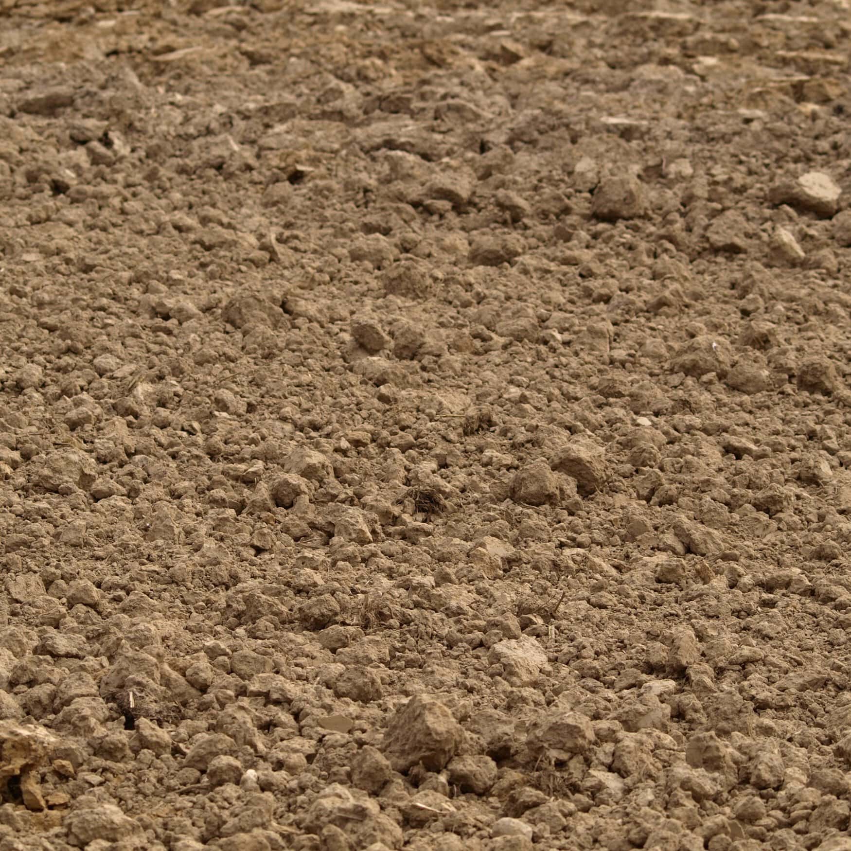 Winter crops are being planted in the Rostov region